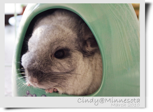 Chinchilla-04.jpg