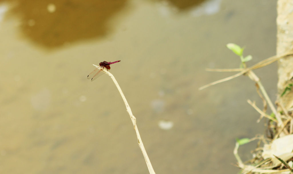 IMG_5482-1.jpg IMG_5482-1.jpg