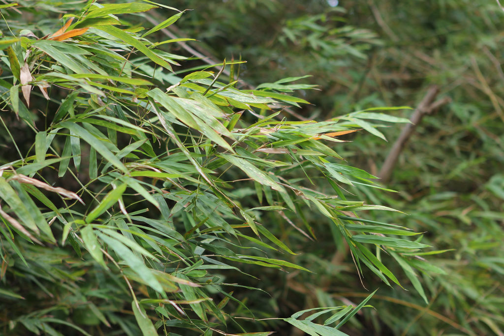 IMG_5498-1.jpg IMG_5498-1.jpg