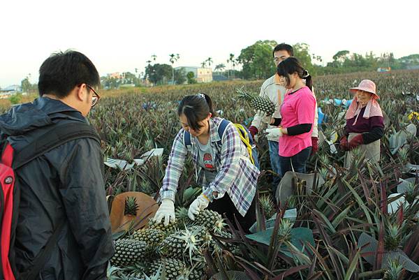 【急行軍田野筆記】田裡的鳳梨君