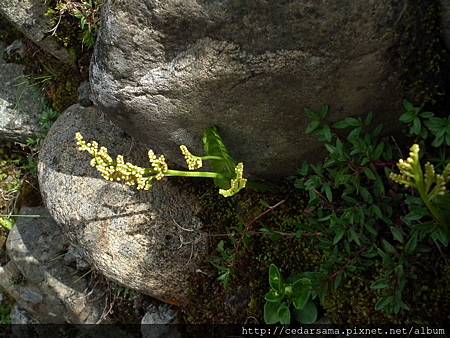 Botrychium lunaria (L.) Sw. 扇羽陰地蕨