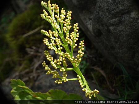 Botrychium lunaria (L.) Sw. 扇羽陰地蕨