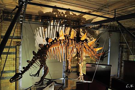 NHM dinosaur2 NHM dinosaur2