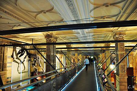 NHM dinosaur3 NHM dinosaur3