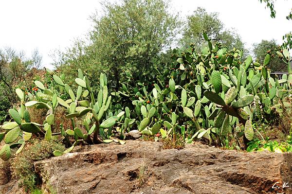 Parc Guell 1.jpg Parc Guell 1.jpg