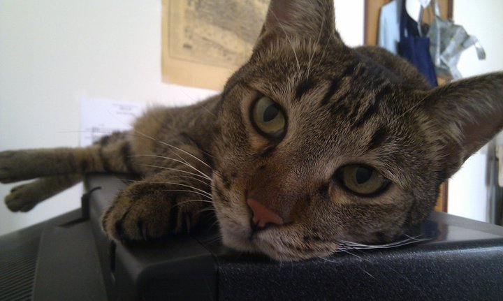 267337_10150693934645548_556610547_19495423_429392_n.jpg 267337_10150693934645548_556610547_19495423_429392_n.jpg