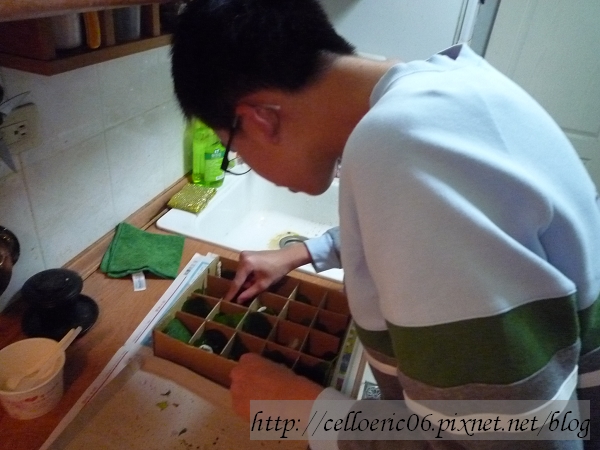 蠶寶寶結繭紀錄