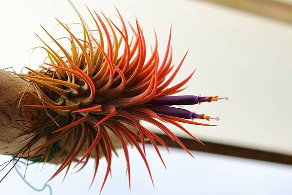 IMG_1617.jpg IMG_1617.jpg