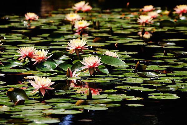 IMG_7587_副本.jpg IMG_7587_副本.jpg