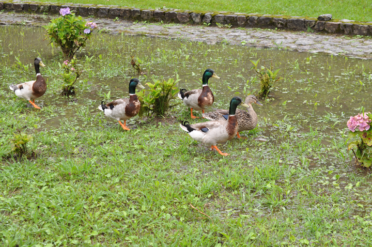 768DSC_0121 768DSC_0121