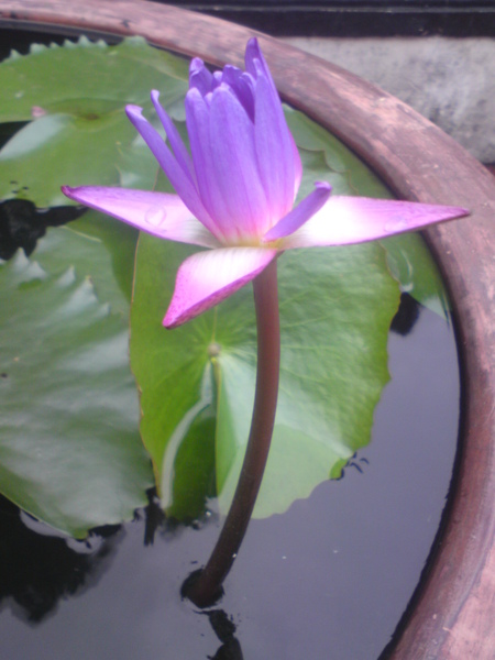 2009_1010 板橋林家花園 36.JPG