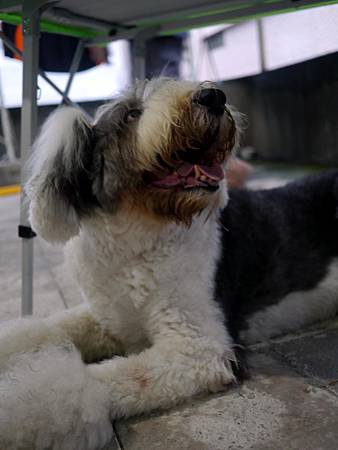 P1040029 - 複製.JPG P1040029 - 複製.JPG