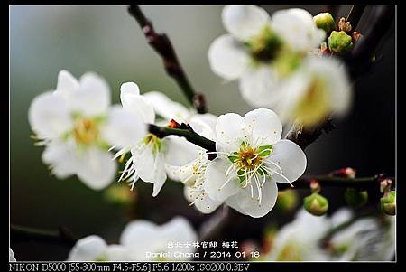 nEO_IMG_140118--Plum ShiLin Garden 035-800.jpg