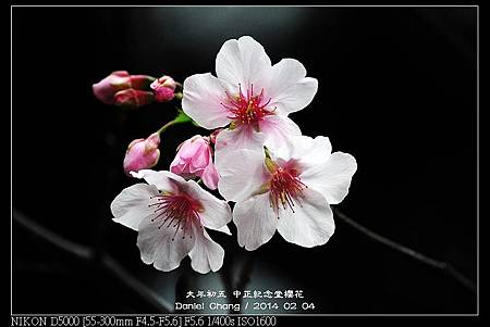 nEO_IMG_140204--CKS Cherry Blossoms 005-800.jpg