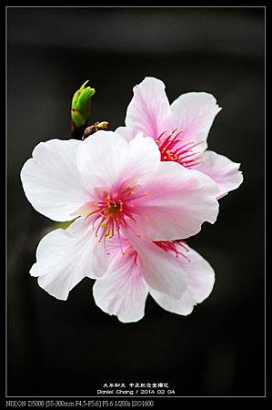 nEO_IMG_140204--CKS Cherry Blossoms 047-800.jpg