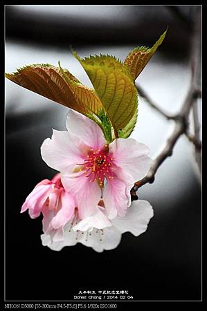 nEO_IMG_140204--CKS Cherry Blossoms 050-800.jpg