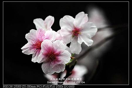 nEO_IMG_140204--CKS Cherry Blossoms 056-800.jpg