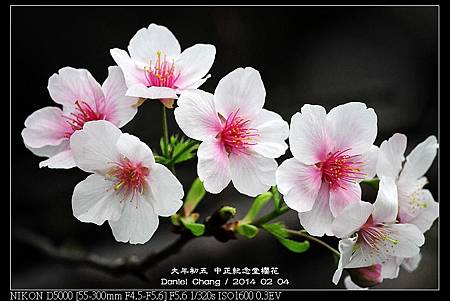 nEO_IMG_140204--CKS Cherry Blossoms 060-800.jpg