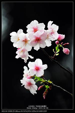 nEO_IMG_140204--CKS Cherry Blossoms 080-800.jpg