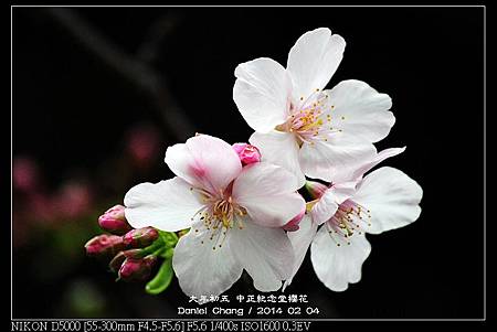nEO_IMG_140204--CKS Cherry Blossoms 084-800.jpg