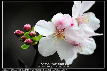 nEO_IMG_140204--CKS Cherry Blossoms 094-800.jpg