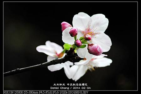 nEO_IMG_140204--CKS Cherry Blossoms 095-800.jpg