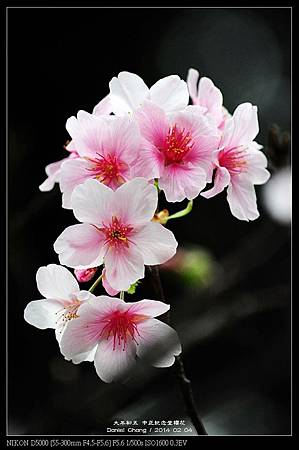 nEO_IMG_140204--CKS Cherry Blossoms 118-800.jpg
