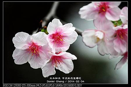 nEO_IMG_140204--CKS Cherry Blossoms 130-800.jpg