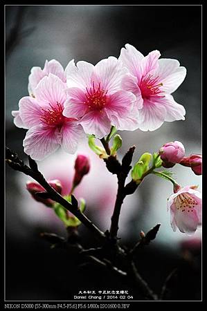 nEO_IMG_140204--CKS Cherry Blossoms 151-800.jpg