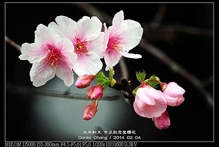 nEO_IMG_140204--CKS Cherry Blossoms 160-800.jpg