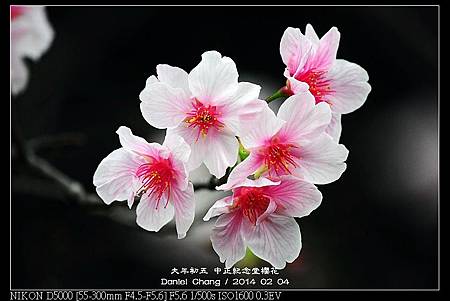 nEO_IMG_140204--CKS Cherry Blossoms 202-800.jpg