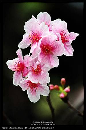 nEO_IMG_140204--CKS Cherry Blossoms 204-800.jpg