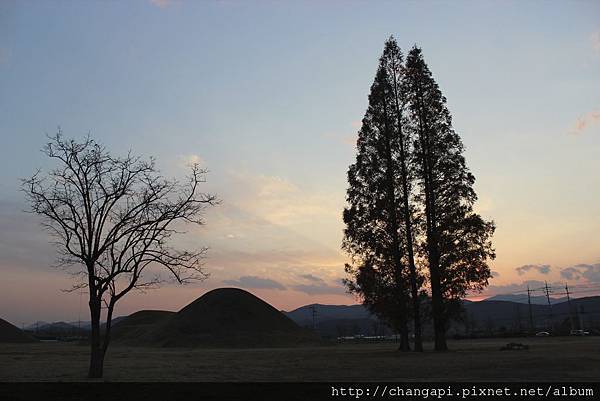 枯木+墳墓=Perfect