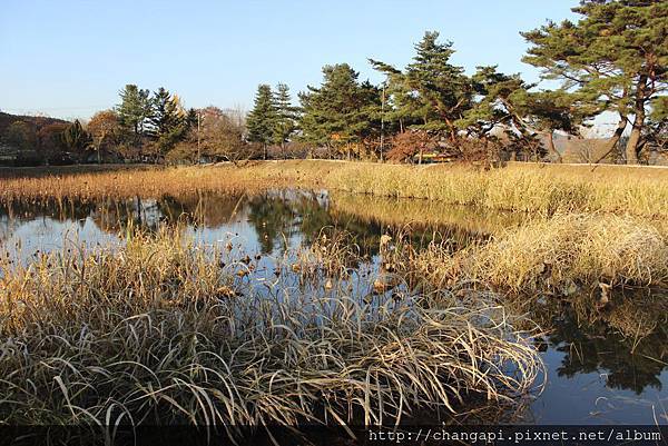 不知道還有沒有蓮藕