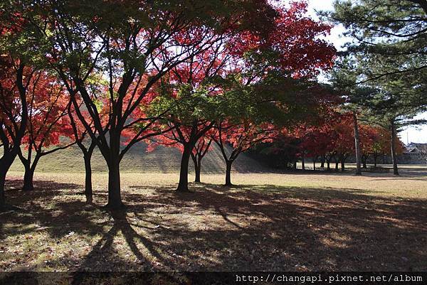 陽光灑落也太美