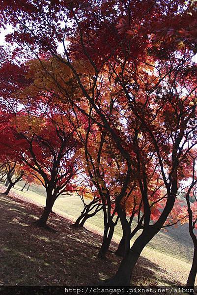 紅黃橘三色交雜