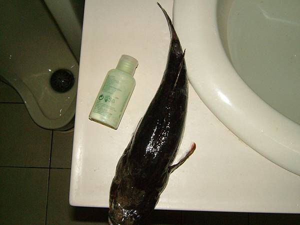 圖片點擊可在新窗口打開查看