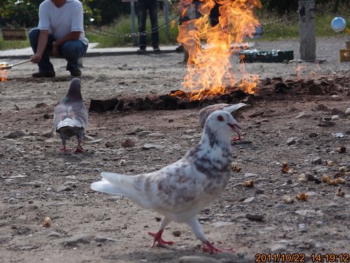 TRL1201.jpg TRL1201.jpg