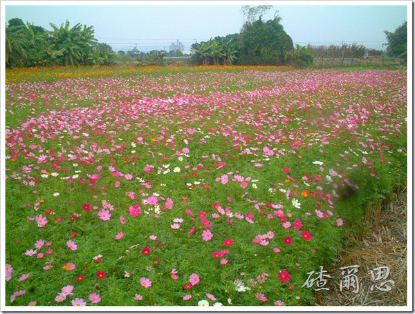 劍門-37-花海-3 劍門-37-花海-3