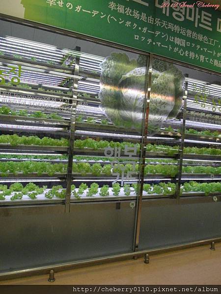 PSeoul 034.jpg PSeoul 034.jpg