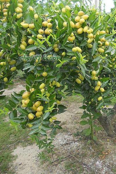 n20120715 苗栗採棗 080