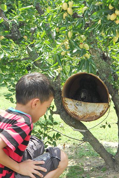 n20120715 苗栗採棗 088