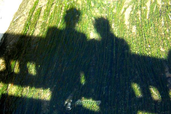 n20120715 苗栗採棗 007