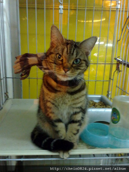 動物醫院待領養的喵