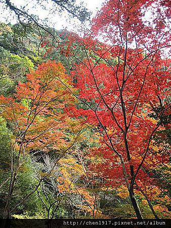 真不愧為關西排行首榜的紅葉名所<大阪箕面公園> 真不愧為關西排行首榜的紅葉名所<大阪箕面公園>