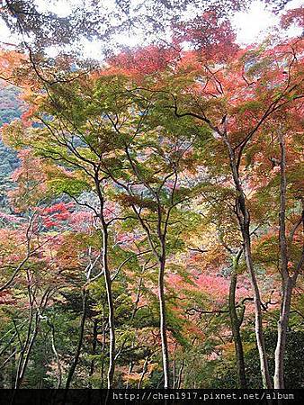 真不愧為關西排行首榜的紅葉名所<大阪箕面公園> 真不愧為關西排行首榜的紅葉名所<大阪箕面公園>