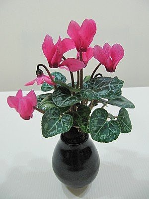 仙客來~水耕bpPesJRfynyIvoLZflTeag[1]