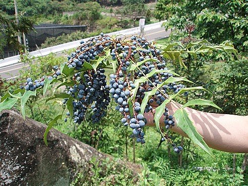 Km7GNn5HBvZqBWDs1lyFSA[1]