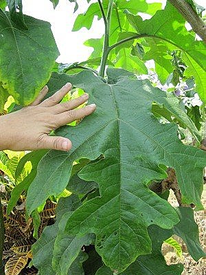 Gizuvpf8CPVuTiG9QziZFQ[1]