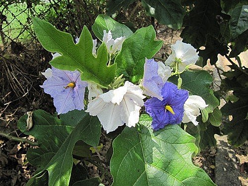 zDbBfP1kDFzL_Iz512w0WQ[1]